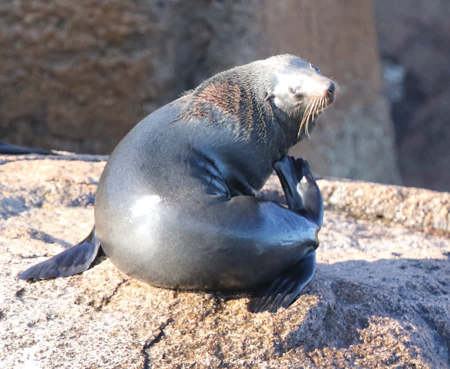 From Triabunna: Maria Island Cruise & Guided Walk with Lunch - The Island of Seals and the open-water wildlife watch