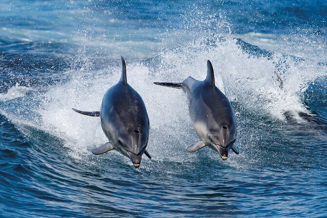 Full-Day Bruny Island Cruises Day Tour from Hobart - Key points to know before you book