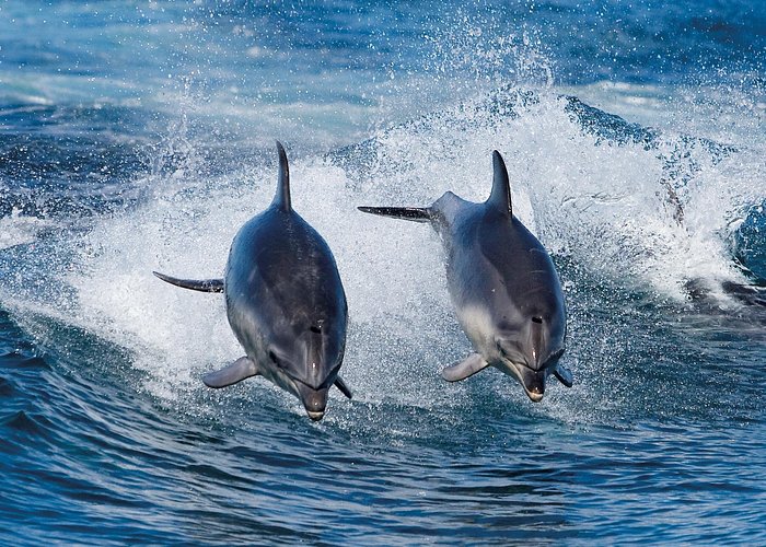 Full-Day Bruny Island Cruises Day Tour from Hobart - Who should book this experience?