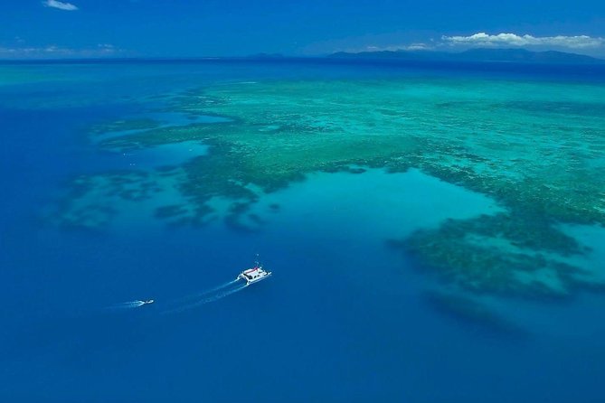 Full-Day Great Barrier Reef Sailing Trip from Cairns - What you might see below the surface