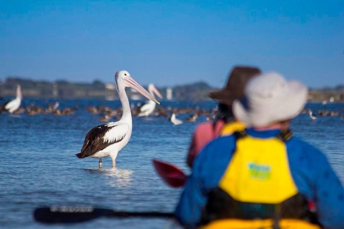 Full Day Kayaking Tour in Coorong National Park - Reaching the Murray Mouth Lookout