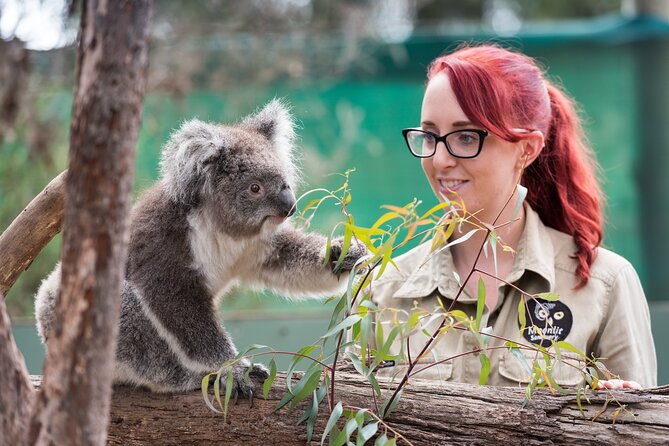 Full-Day Phillip Island Tour with Kangaroo, Koala and Penguin Parade - Key points to know before booking
