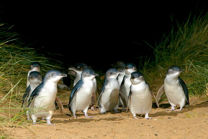 Full-Day Phillip Island Tour with Kangaroo, Koala and Penguin Parade - A full day from Melbourne to Phillip Island