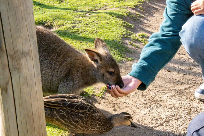 Full-Day Phillip Island Tour with Kangaroo, Koala and Penguin Parade - Cowes: food, water views, and a possible squeeze