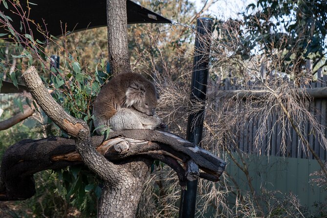 Full-Day Phillip Island Tour with Kangaroo, Koala and Penguin Parade - The Penguin Parade after sunset