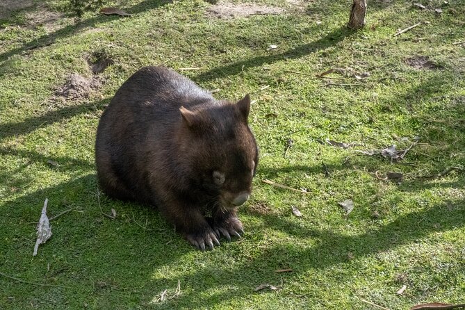 Full-Day Phillip Island Tour with Kangaroo, Koala and Penguin Parade - The biggest practical concerns