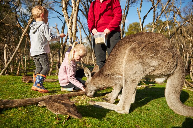 Full-Day Phillip Island Tour with Kangaroo, Koala and Penguin Parade - Woolamai Beach and Phillip Island’s wild coast