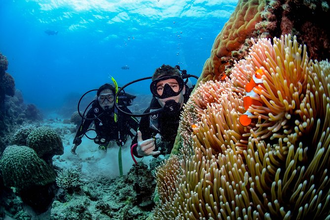 Full Day Reef Cruise and 10 Minute Helicopter Scenic Flight - The return ride, wine, and afternoon tea