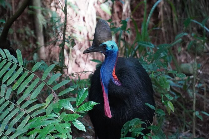 Fun, Falls and Forests Day Trip from Cairns - Lake Eacham adds volcanic geology and wildlife