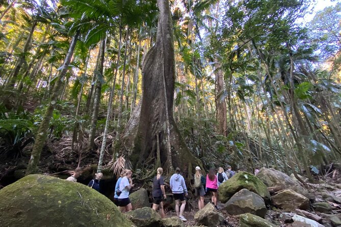 Glow-worms, Waterfalls & Rainforest Experience - Waterfalls, forest paths, and a cold swim