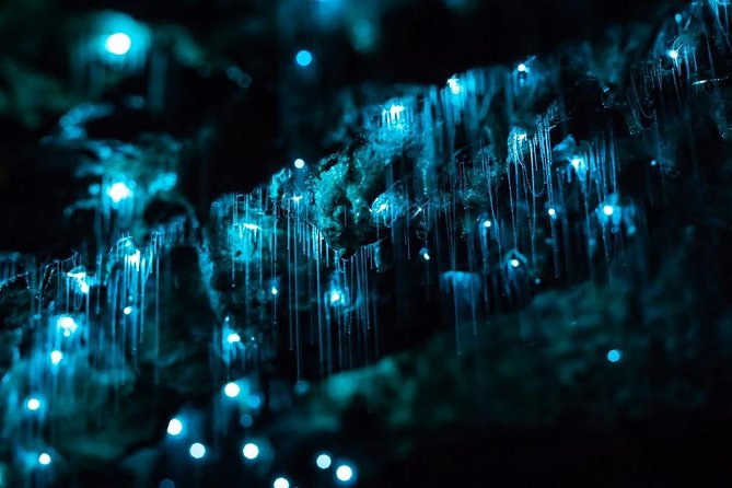Glow-worms, Waterfalls & Rainforest Experience - The lookout and the wider hinterland