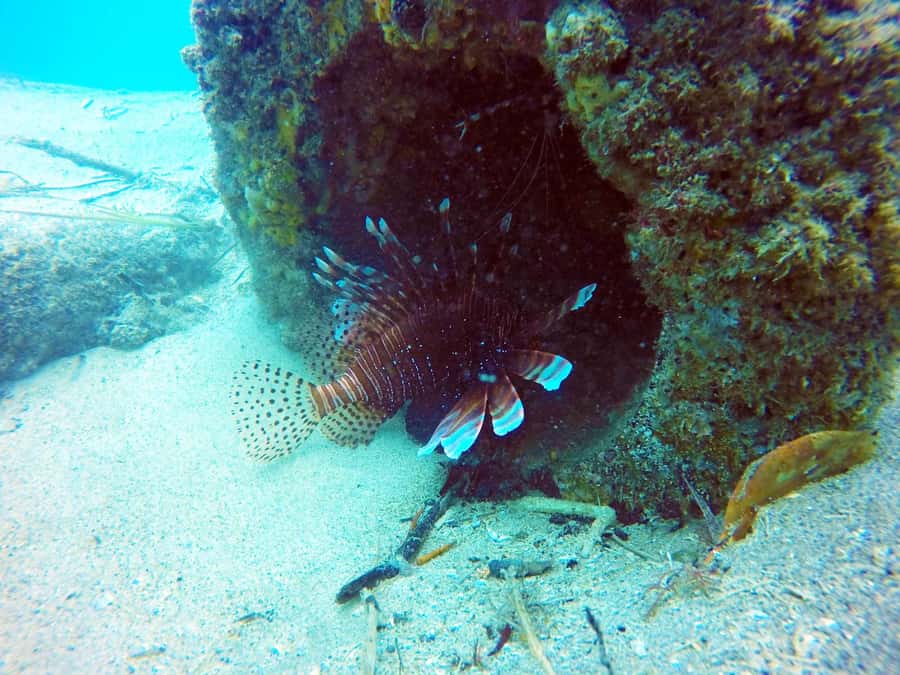 Gold Coast: 3-Day PADI Open Water Course - Open-water training along the Gold Coast