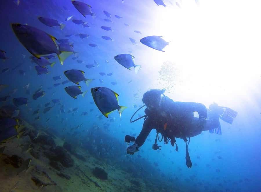 Gold Coast: 3-Day PADI Open Water Course - How the $315 price measures up