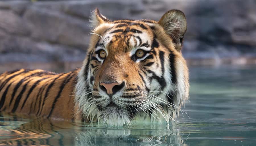 Gold Coast: Dreamworld 1-Day Entry Ticket - Rivertown brings a newer family focus