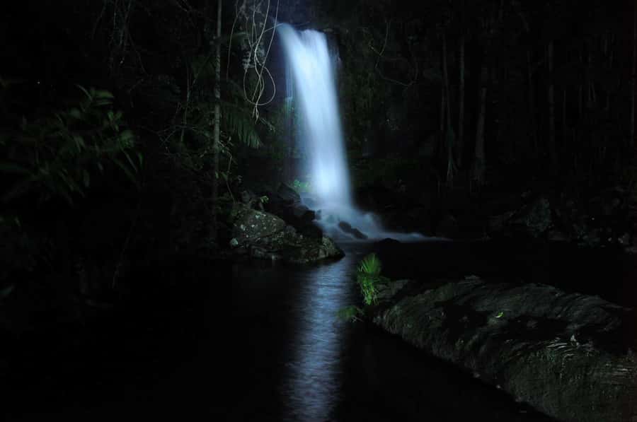 Gold Coast: Evening Rainforest and Glow Worm Experience - What this Gold Coast night tour is really like