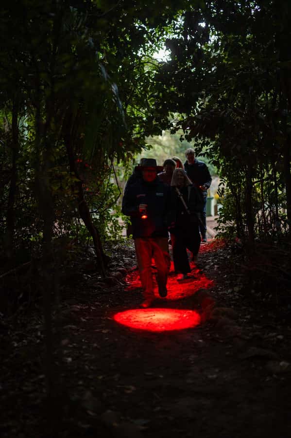Gold Coast: Evening Rainforest and Glow Worm Experience - Cake, hot chocolate, and a view before the walk