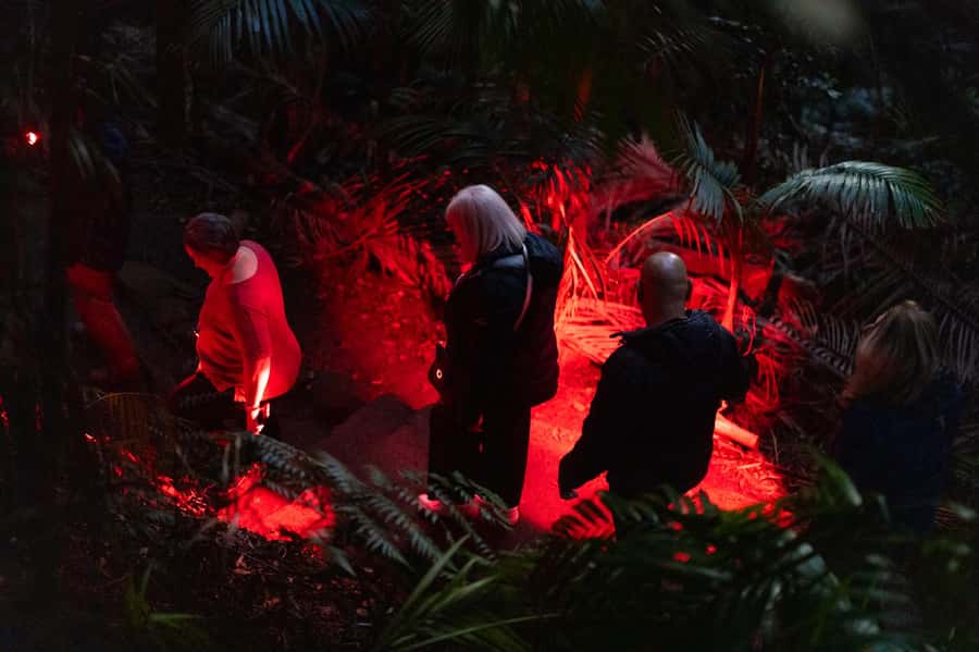 Gold Coast: Evening Rainforest and Glow Worm Experience - More than glow worms: the night wildlife list