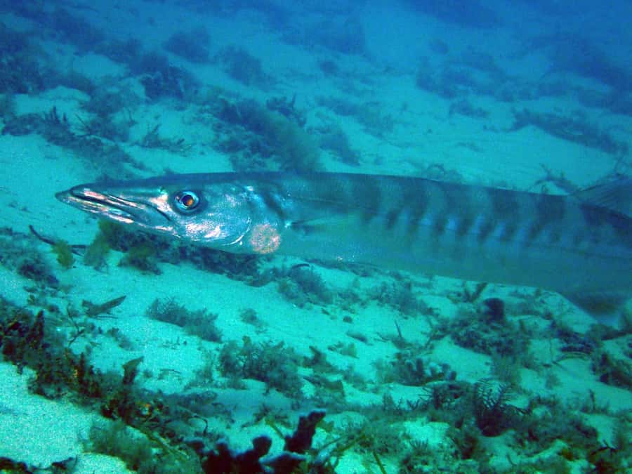 Gold Coast: Introductory SCUBA Diving Experience - Should you book the Gold Coast SCUBA experience?