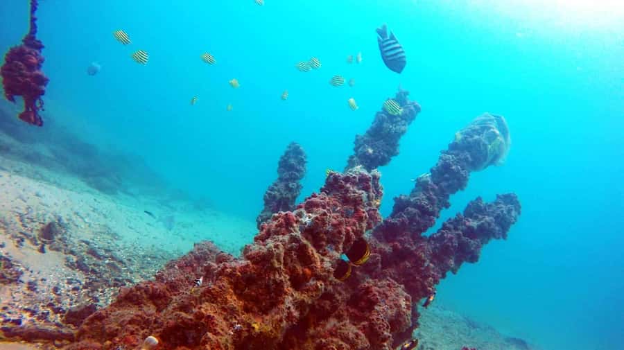 Gold Coast: Introductory SCUBA Diving Experience - A gentle first step into SCUBA