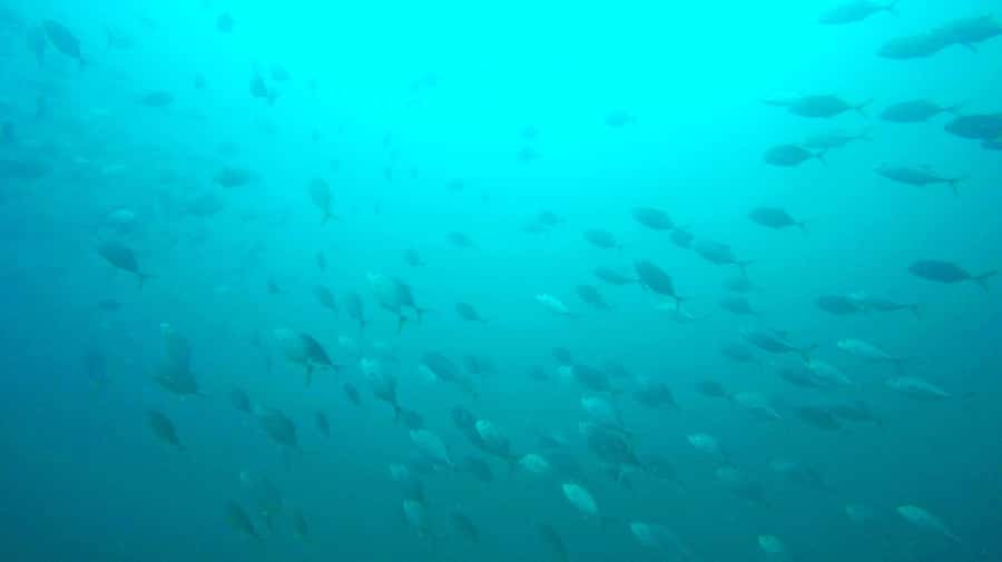 Gold Coast: Introductory SCUBA Diving Experience - Boat time, snorkelling, and the boogie board