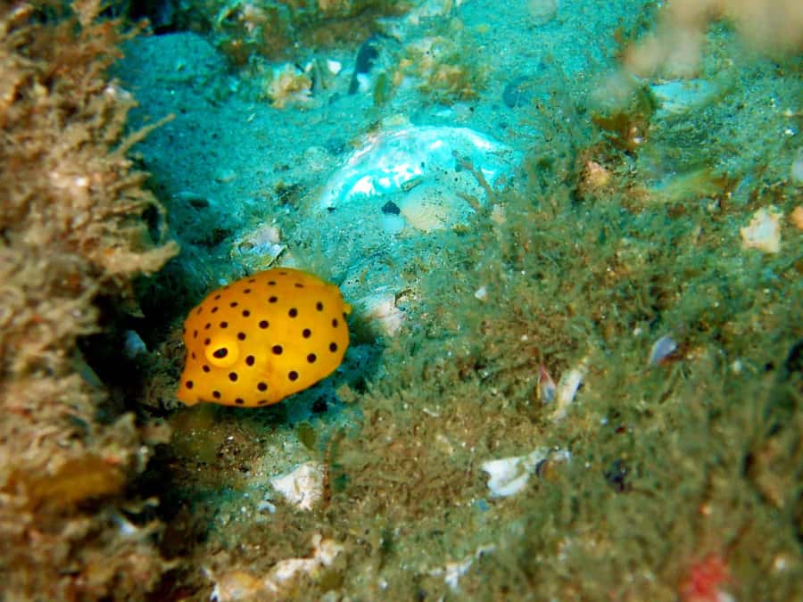 Gold Coast: Introductory SCUBA Diving Experience - Is $91 good value?