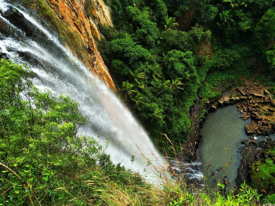 Gold Coast: Kangaroos, Rainforest & Waterfalls Experience - Key details before you book