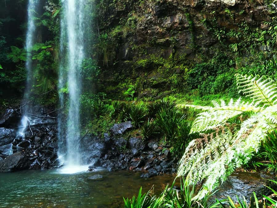 Gold Coast: Kangaroos, Rainforest & Waterfalls Experience - Why this day works so well from the Gold Coast