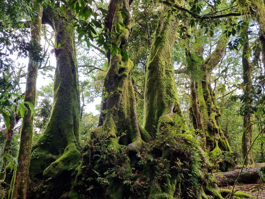 Gold Coast: Kangaroos, Rainforest & Waterfalls Experience - Natural Bridge and the first Springbrook views