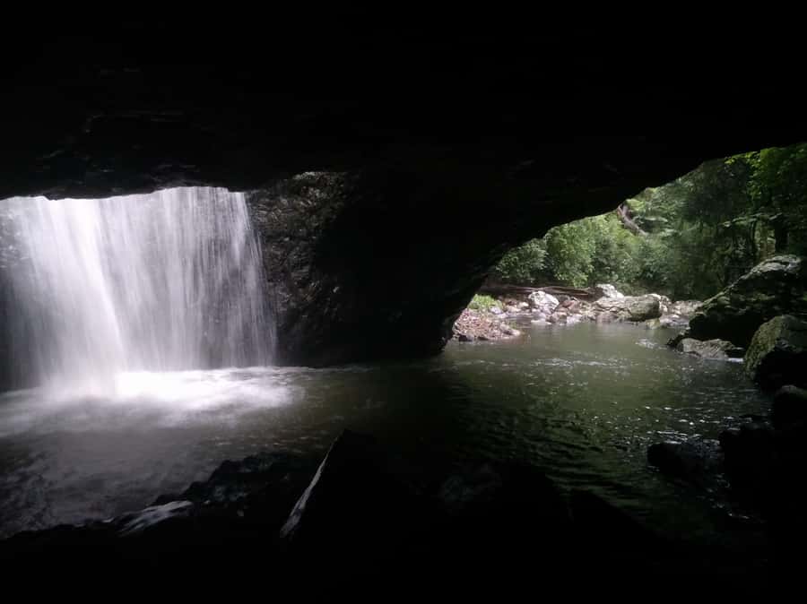 Gold Coast: Kangaroos, Rainforest & Waterfalls Experience - Who should book this rainforest day?