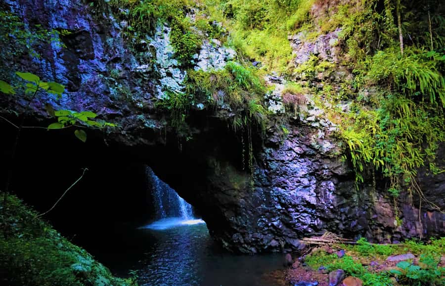 Gold Coast: Kangaroos, Rainforest & Waterfalls Experience - Starting with kangaroos and searching for koalas