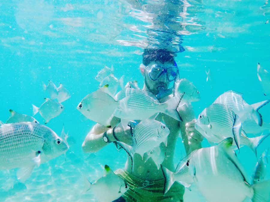 Gold Coast: Kayaking & Snorkelling Tour with Fish Feeding - Paddling toward the man-made island