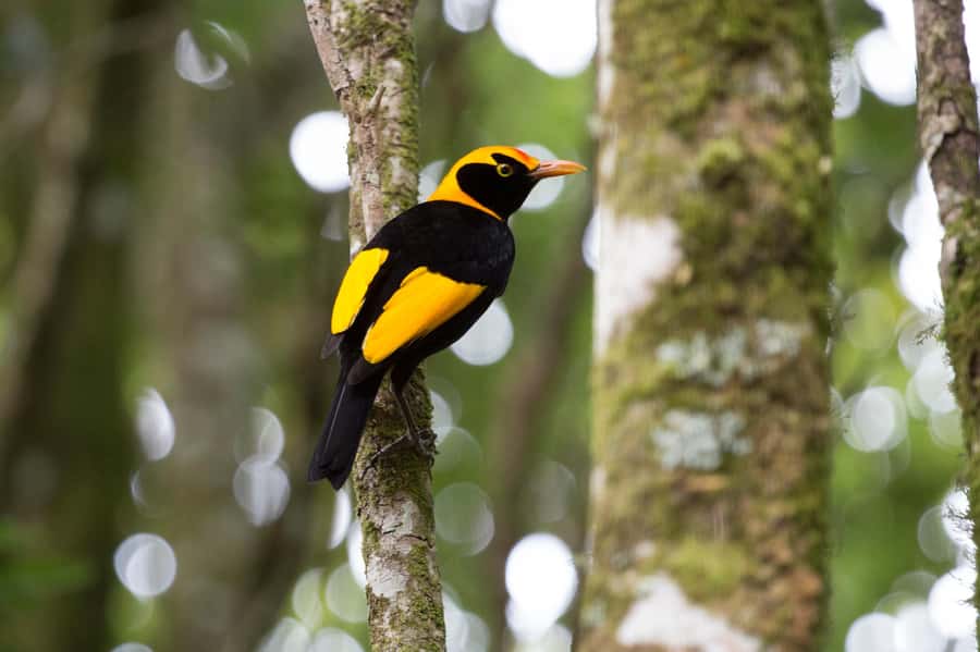 Gold Coast: Lamington Treetops, Wildlife and Vineyard Visit - Should you book the Lamington and vineyard tour?