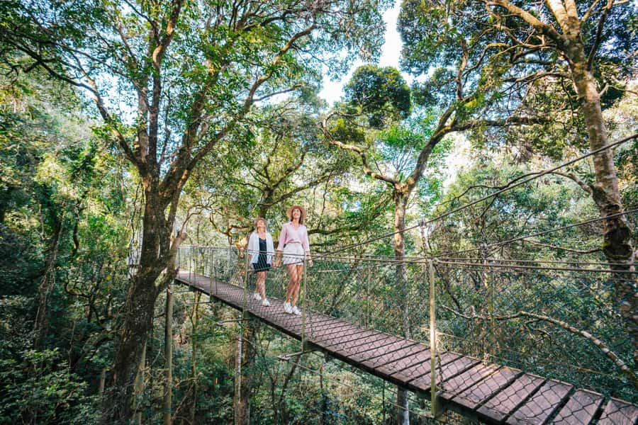 Gold Coast: Lamington Treetops, Wildlife and Vineyard Visit - O’Reilly’s, lookouts, and the value of extra time