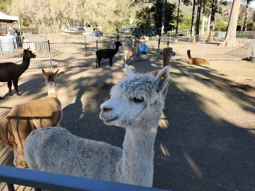 Gold Coast: Lamington Treetops, Wildlife and Vineyard Visit - Who will enjoy this Gold Coast day trip