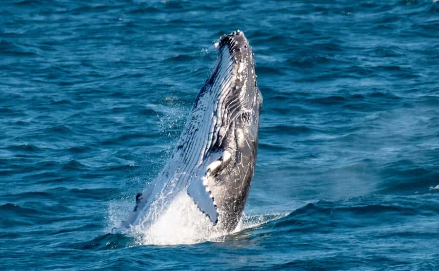 Gold Coast: Luxury Whale Watching Tour - Key points before you book