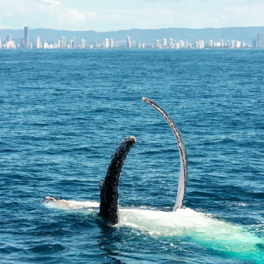 Gold Coast: Luxury Whale Watching Tour - Weather, motion, and practical planning