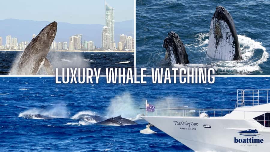 Gold Coast: Luxury Whale Watching Tour - Meeting the Sun Goddess at Marina Mirage