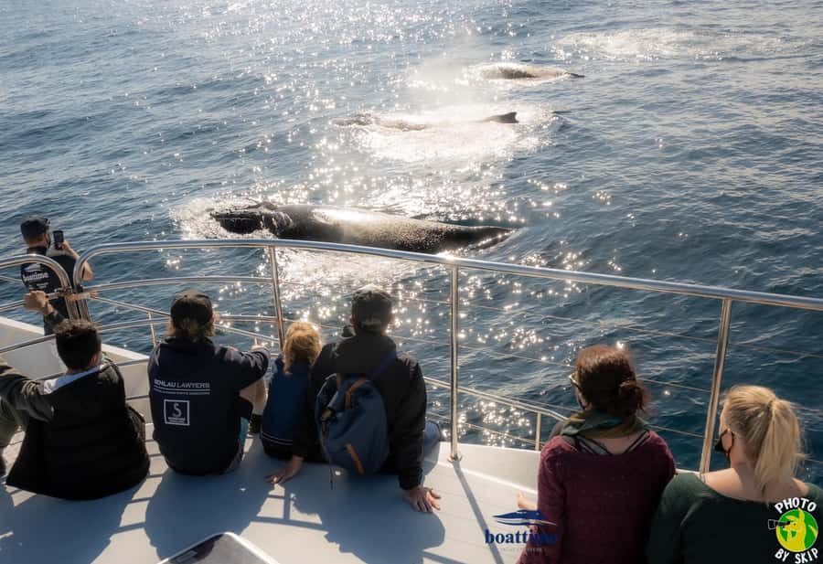 Gold Coast: Luxury Whale Watching Tour - The search for Gold Coast humpbacks
