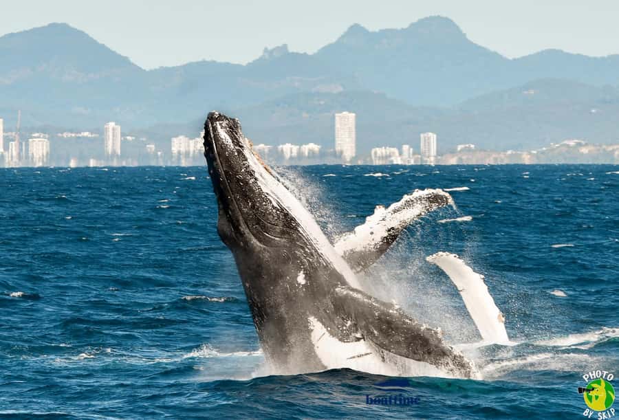 Gold Coast: Luxury Whale Watching Tour - Commentary from the marine biologist