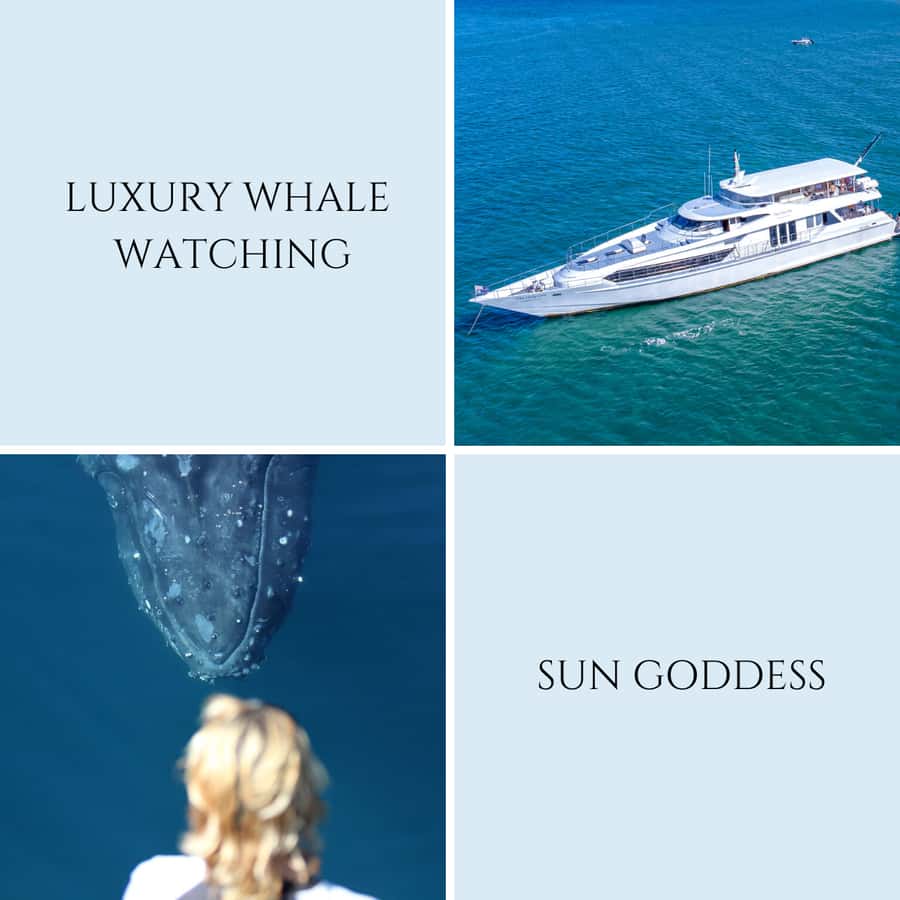 Gold Coast: Luxury Whale Watching Tour - Coffee, snacks, and the licensed bar