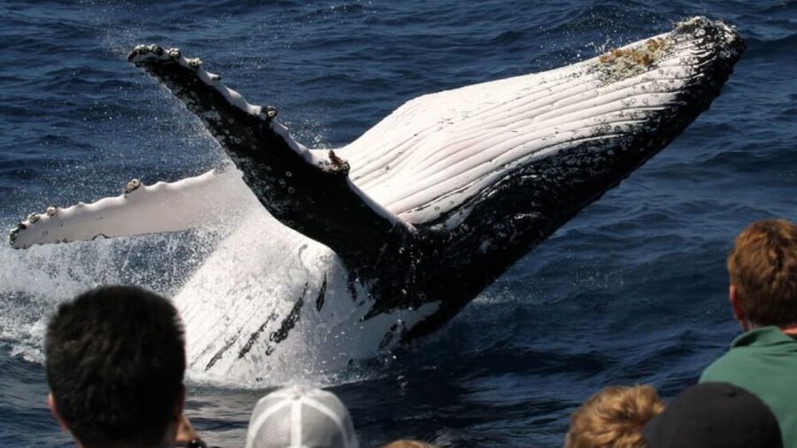 Gold Coast: Luxury Whale Watching Tour - Family value beyond the whale sightings
