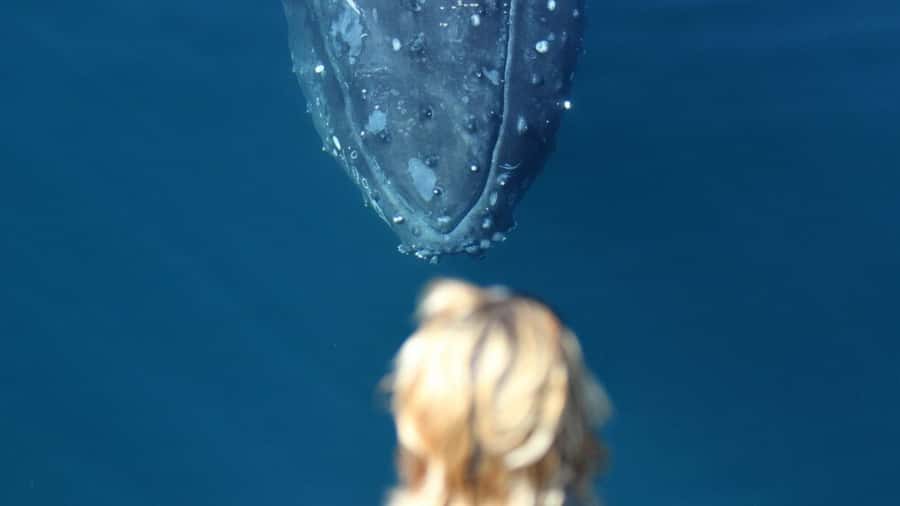 Gold Coast: Luxury Whale Watching Tour - Photos, the boarding shot, and the whale of the day