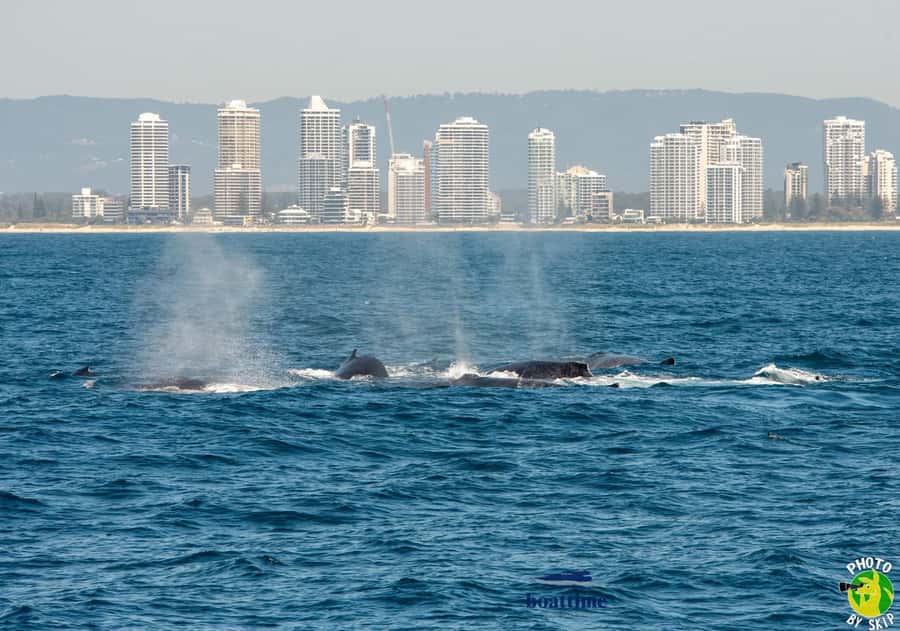 Gold Coast: Luxury Whale Watching Tour - Is $53 good value for 150 minutes?