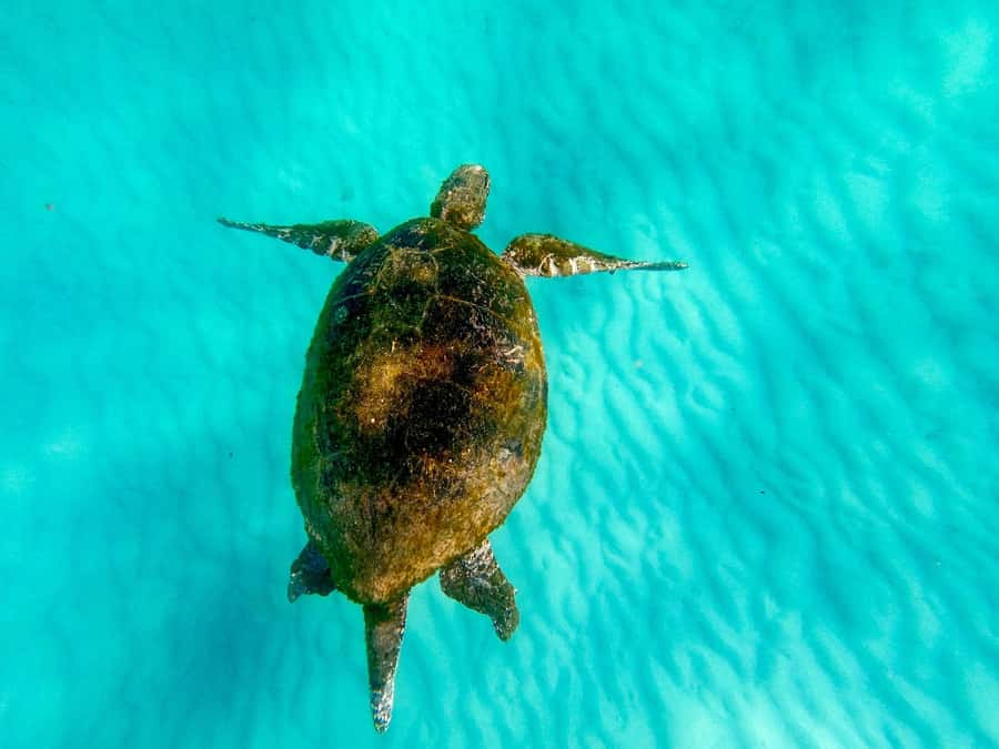 Gold Coast: Moreton Island Day Trip Kayak & Sandboarding - The early coach ride from Surfers Paradise