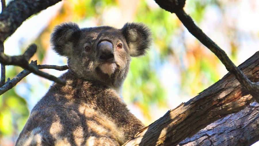 Gold Coast: Mount Tamborine Kangaroo and Koala Day Tour - From Gold Coast pickup to the hinterland