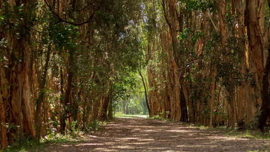Gold Coast: Mount Tamborine Kangaroo and Koala Day Tour - Mount Tamborine and morning tea at The Manor