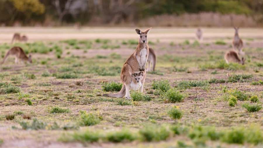 Gold Coast: Mount Tamborine Kangaroo and Koala Day Tour - Coombabah Lake: kangaroos and koalas without a zoo