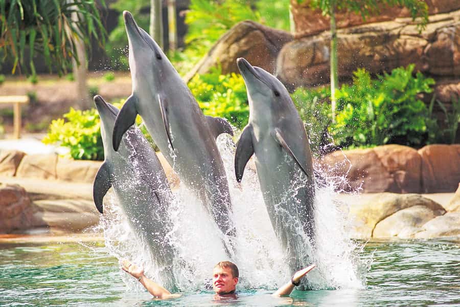 Gold Coast: Movie World, Sea World, Wet'n'Wild 14-Day Pass - Four Gold Coast parks with four different moods