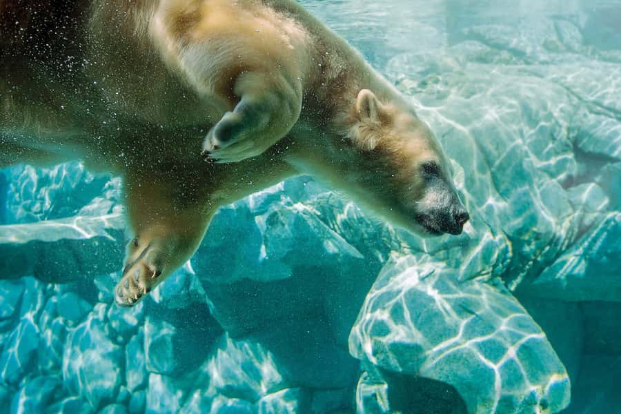 Gold Coast: Movie World, Sea World, Wet'n'Wild 14-Day Pass - Why 14 consecutive days can be excellent value