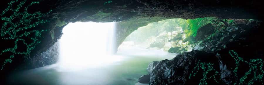Gold Coast: Natural Bridge Glow Worm Night Tour - Key points to know before you book